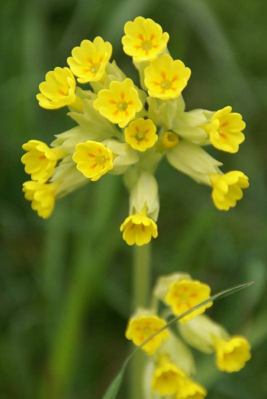 Unser Orchideenpark Bild Nr.009